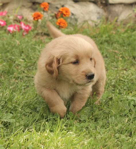 Brindle Golden Retriever Puppy Photos All Recommendation