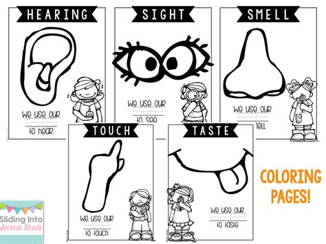 Five sense coloring pages for kids. Coloring Page Of 5 Senses - Coloring Home