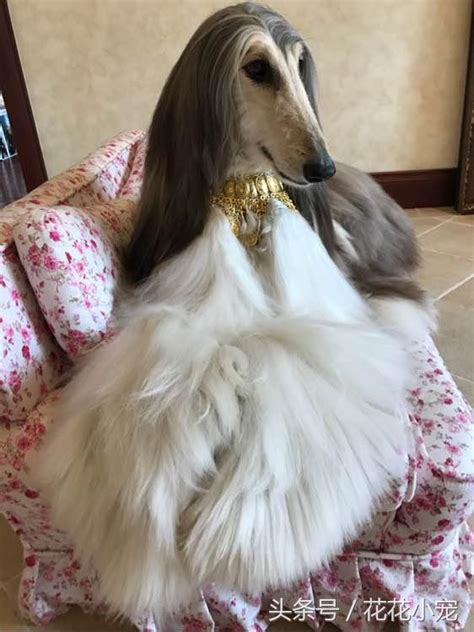 大丹犬 (0) 拳師犬 (0) 高山犬 (0) 聖伯納 (0) 拉布拉多 (3) 黃金獵犬 (8) 邊境(界)牧羊犬 (9) 伯恩山犬 (0) 德國狼犬 (3) 薩摩耶犬 (0) 紐芬蘭犬 (0) 馬士提夫 (0) 愛爾蘭雪達 (0) 高加索山犬 (0) 古代牧羊犬 (0) 可麗牧羊犬 (0) 比利時狼犬 (0) 阿富汗獵犬 (0) 紐波利頓犬 (0. 世界最高貴的犬種，阿富汗獵犬 - 每日頭條