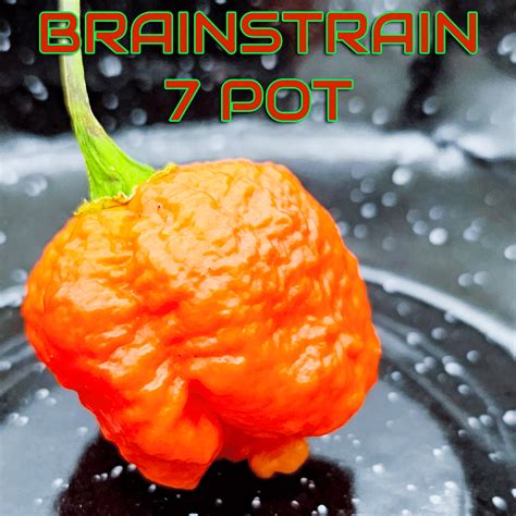 Brainstrain 7 Pot Pepper Seeds Pexpeppers Hot Sauce