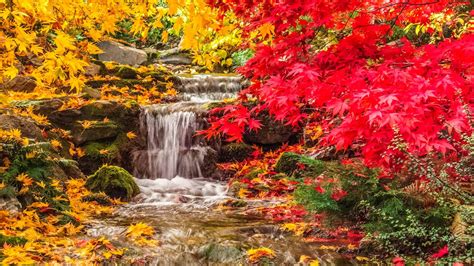 Waterfall Between Yellow Red Autumn Tree Leaves Covered Rock Nature Hd