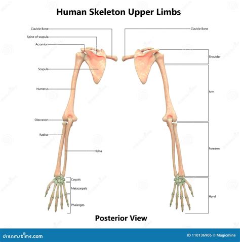 Human Body Skeleton System Upper Limbs Posterior View Anatomy Stock