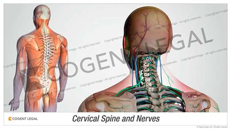 Cervical Spine And Nerves 4