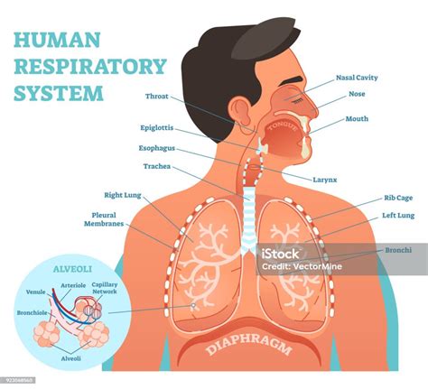Human Respiratory System Anatomical Vector Illustration Medical