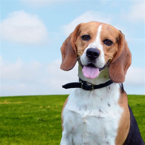 Beagle Dog4us Beagle Dog Breed Photos Beagle Dog