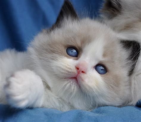 78 Images About My Ragdoll Obsession On Pinterest