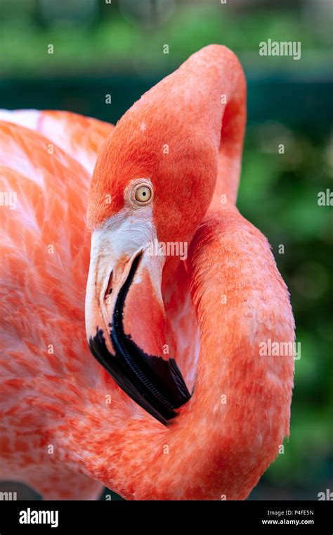 Bahamas Flamingo Hi Res Stock Photography And Images Alamy