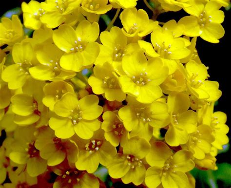 500 Basket Of Gold Alyssum Golden Tuft Flower Seeds Aurinia Saxatilis