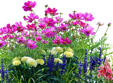 Flower Meadow Nature Free Photo On Pixabay Pixabay