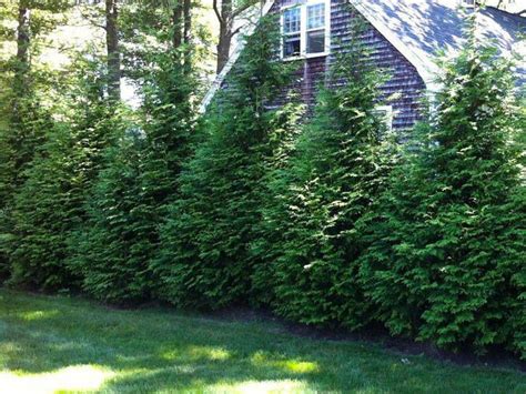 Thuja Green Giant For Sale Create Privacy Screens Low Maintenance