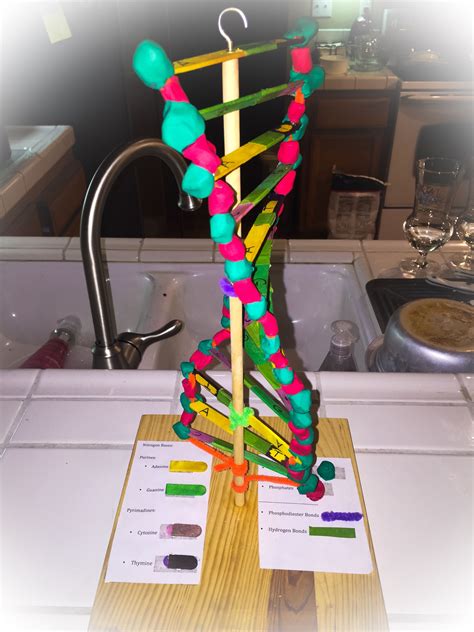 Dna 3d Project For High School My Son Used Popsicle Sticks 1 Dollar