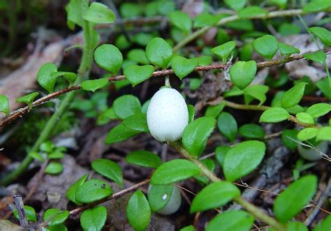 Edible Wild Plants Creeping Snowberry Gaultheria Hispidula In 2021