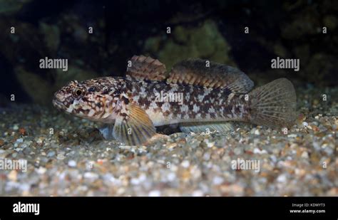 Sand Gobies High Resolution Stock Photography And Images Alamy