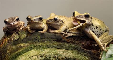 9 Cannibalistic Animals - Who eat their Young - Page 2 of 9 - Hyptor