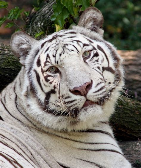 10 Most Popular Pictures Of White Tigers Full Hd 1920×1080 For Pc