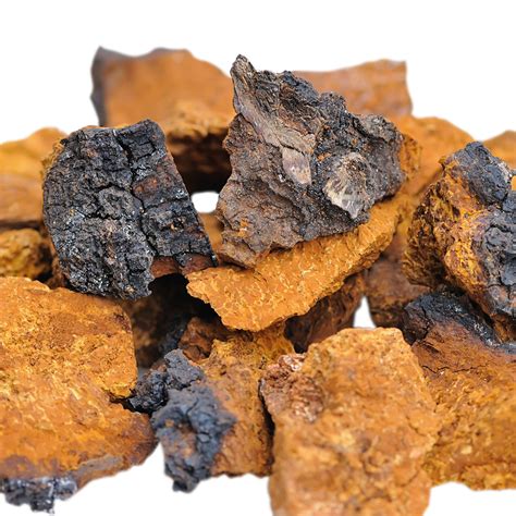 Wilder Chaga Pilz 25 g (6-Wochen Kur) - Vita-Natura