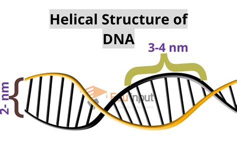 Watson And Crick Model The Double Helical Structure Of Dna