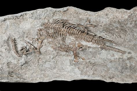 This Is The Oldest Fossil Of A Plesiosaur From The Dinosaur Era New
