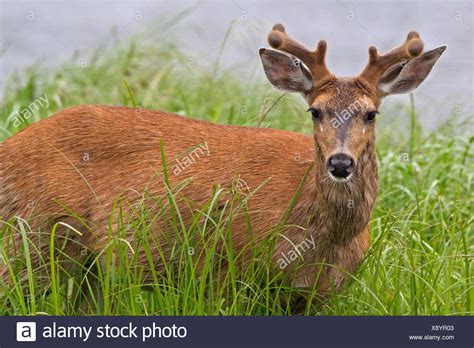 Sitka Deer High Resolution Stock Photography And Images Alamy
