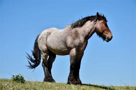 10 Largest Horse Breeds In The World 2022