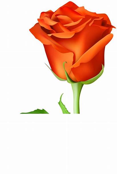Orange Rose Transparent Clip Clipart Roses Yopriceville