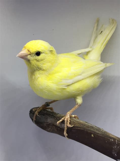 Canary Birds For Sale Aa0