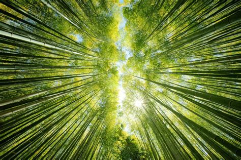 Nature Bamboo Hd Wallpaper
