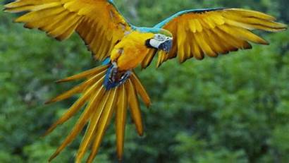Parrot Macaw Yellow Ara Diamond Orange Korean
