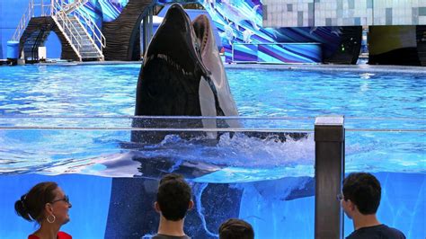 Seaworld Whale Kayla 30 Dies Cause Is A Mystery Orlando Sentinel