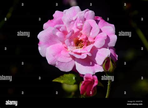 Single Pink Scrambling Climbing Rose Old Blush Grown At Dalemain