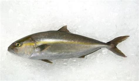 China Amberjack Red Coat Yellow Tail Fish Suppliers Factory