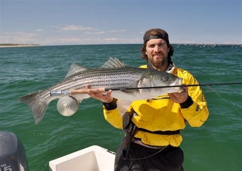 Taylor Brown S Fly Fishing Image Of A Striped Bass Fly Dreamers