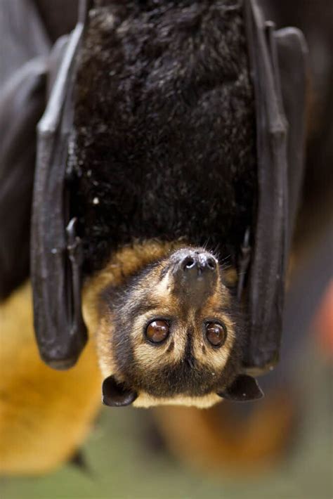 Spectacled Flying Fox Pteropus Conspicillatus Australia Bat Species