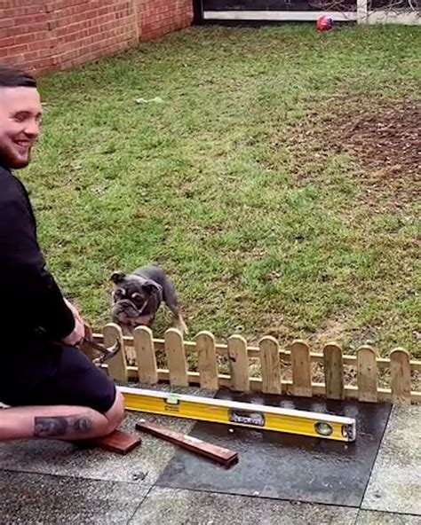Dog Completely Ignores Fence Being Installed To Keep Him Off The Grass