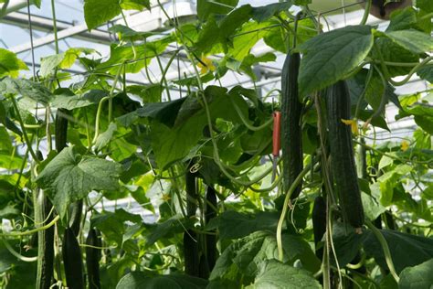 Climbing Cucumbers All The Tips And Facts