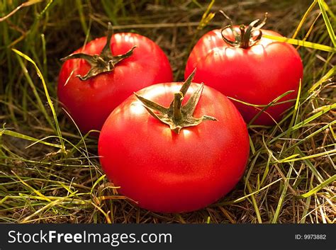 67 Tomatoes Grass Free Stock Photos Stockfreeimages