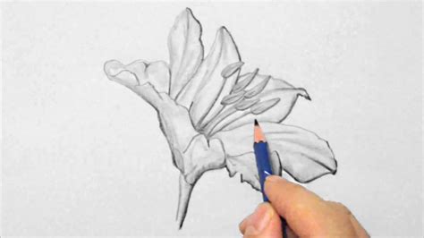 Tricks zum zeichnendu hast also eine idee von einem bild im kopf. Lilie, zeichnen im Zeitraffer (Lily, drawing in fast ...