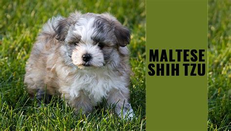 What's the price of maltese shih tzu mix puppies? Maltese Shih Tzu - Dog Breed Information About Malshi - Petmoo