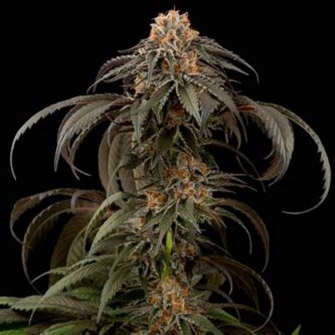 Purple Afghan Kush Cannabis Seeds From Dinafem