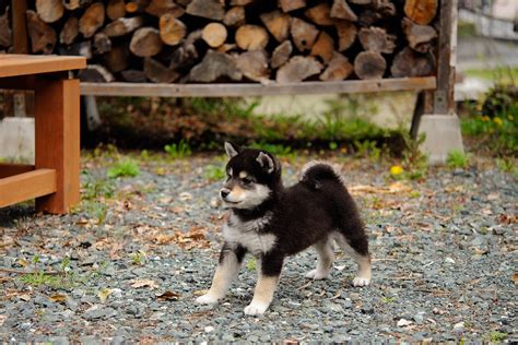 It could be a couple of months before they stop biting completely. Shiba | Black and tan Shiba Inu (3 months old) | miyataka ...