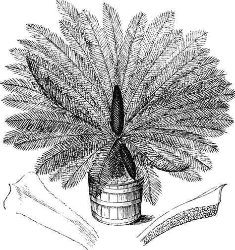 Sagu Cycad Vintage Ilustrasi Spesies Ukiran Spesies Vektor Jenis