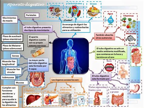 Mapa Conceptual Del Sistema Digestivo Geno Images