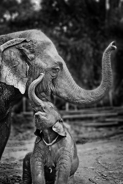 happy elephant photograph werachai sookruay elephants photos happy elephant elephant