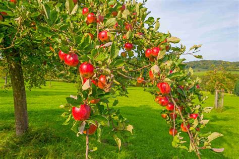 5 Reasons To Buy Your Fruit Trees Online