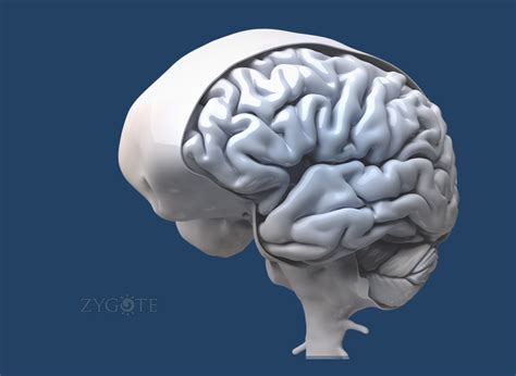 Zygotesolid 3d Brain Model Medically Accurate Human Anatomy