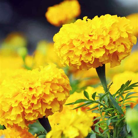 Marigold Seed Tagetes Erecta African Marigold Yellow Flower Seeds