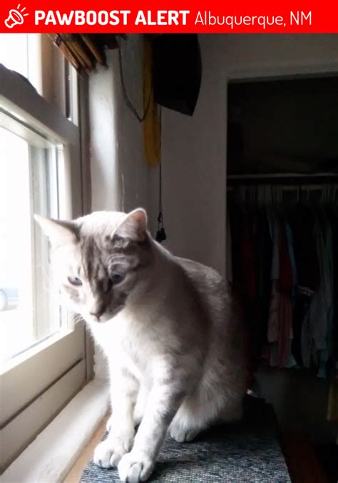 Like our facebook page to learn about upcoming q&as. Lost Male Cat in Albuquerque, NM 87110 Named Amadeus (ID ...