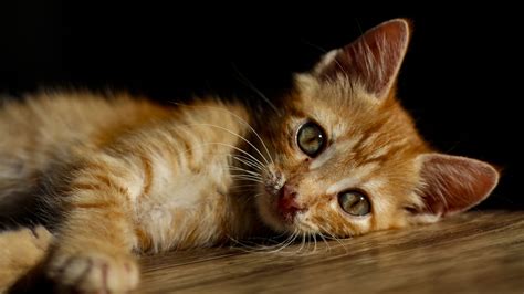 Cute Cat Is Lying Down On A Floor 4k Hd Animals Wallpapers