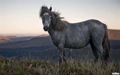 Grey Horse Wallpaper Animals Wallpaper Better