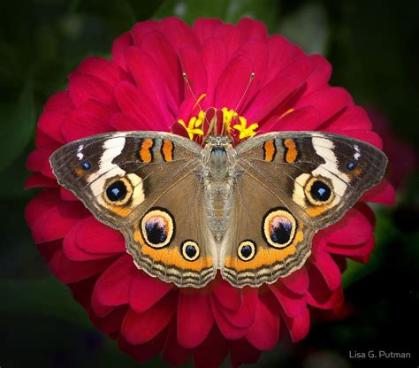 C O M P L A C E N C Y By Lisa G Putman Buckeye Butterfly Butterfly